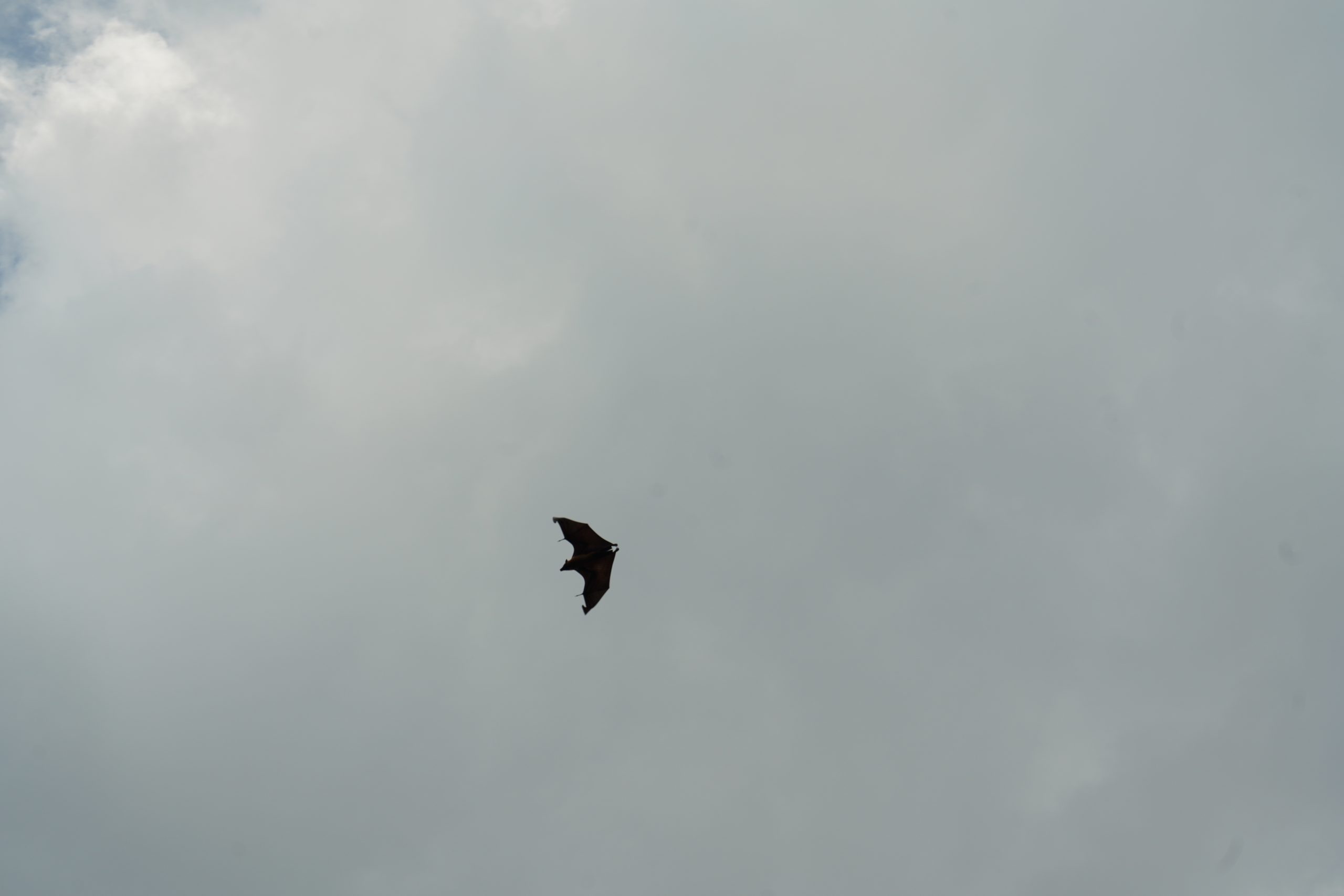 Batman am Tag nach Helloween