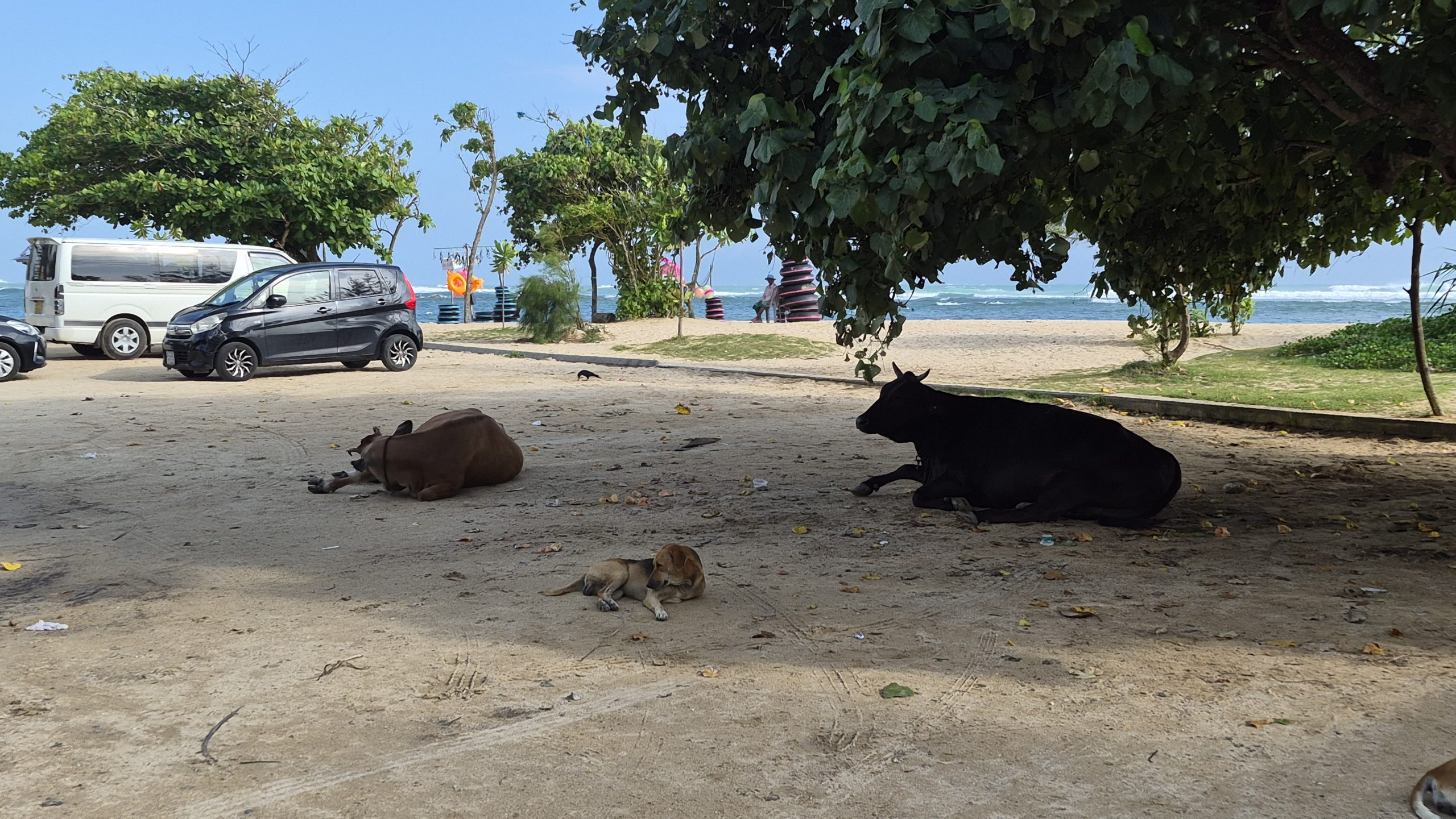Es gibt sie noch, Kühe am Strand