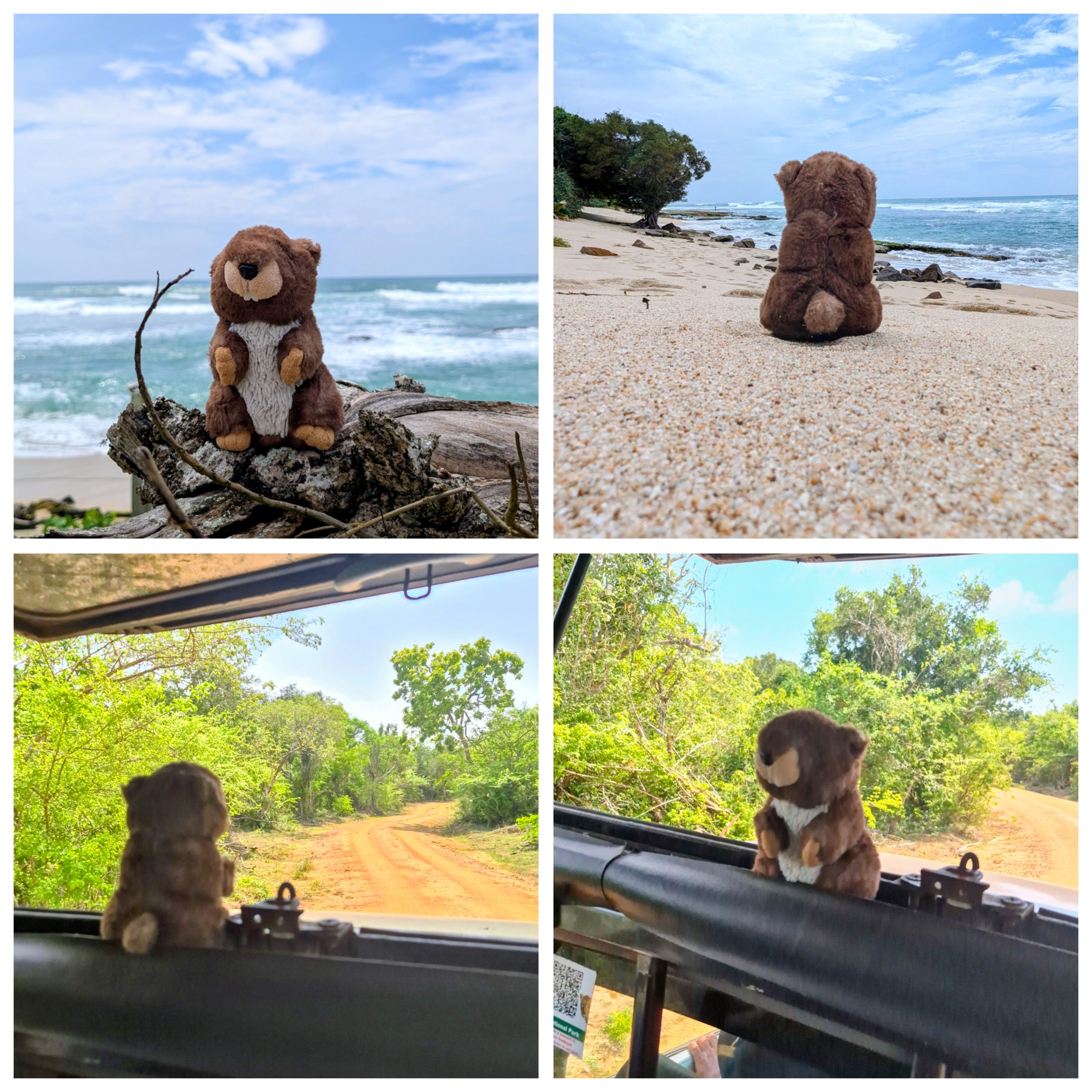 Immer wenn es wild wurde war Arthur natürlich auch da bei, im Yala NP, an der wilden Küste und natürlich überall sonst.